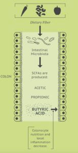 postbioticos butirato butycaps SCFA